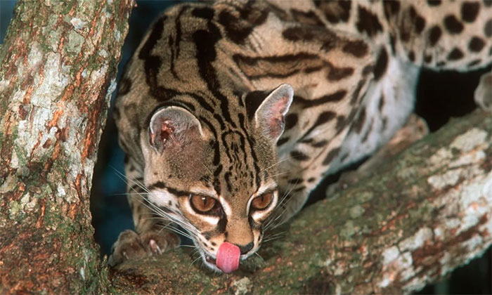 Mèo đốm Margay
