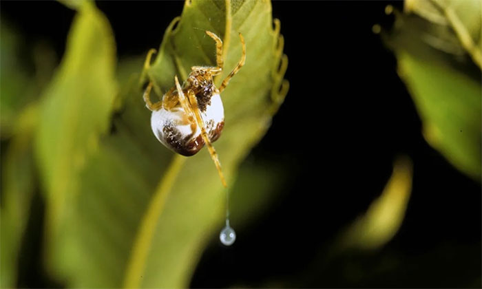 Nhện Bolas cái