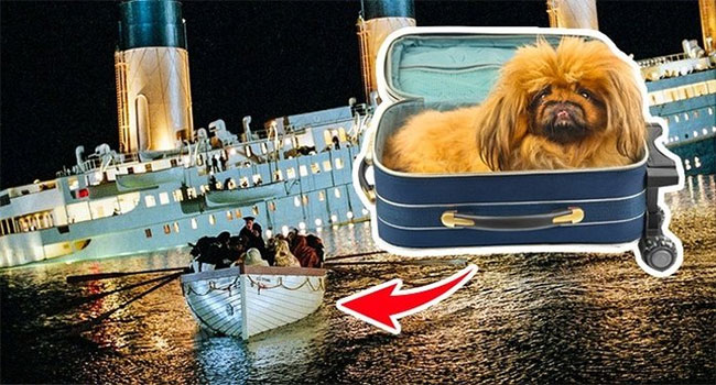 vu-dam-tau-titanic Nạn nhân được cứu thoát từ vụ đắm tàu Titanic không chỉ có con người.