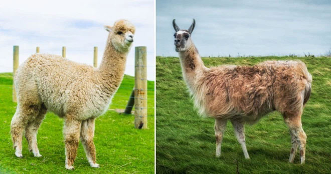 alpacas-and-llama Alpacas và Llama