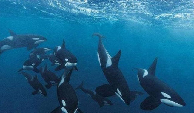 Đàn cá voi sát thủ.