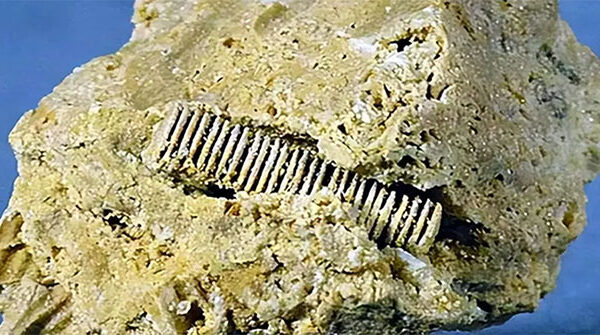 Một "đinh vít" từ 300 triệu năm trước được gắn trong một viên đá, tiết lộ thời kỳ đỉnh cao tiền sử?