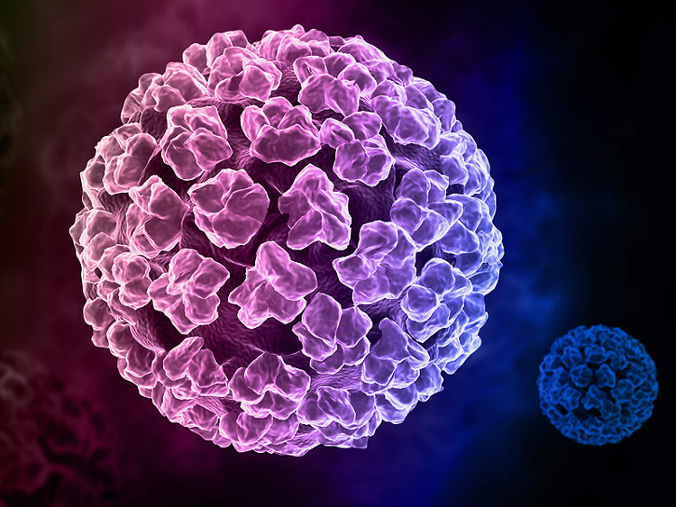 virus-hpv-1 Tổn thương sùi mào gà rất đặc hiệu, do vậy chẩn đoán chủ yếu dựa vào triệu chứng lâm sàng.