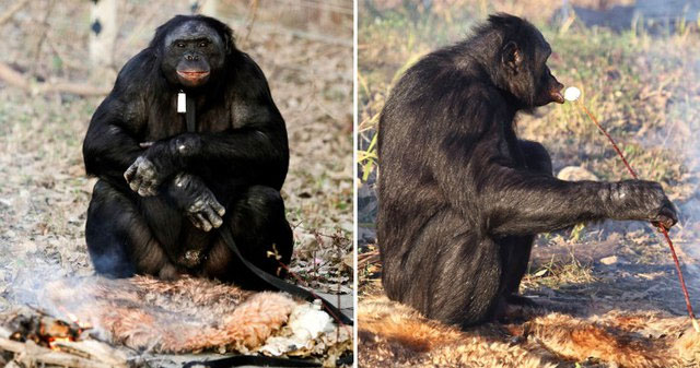 Tùy vào "địa vị" của "mẫu thân" trong bầy đàn mà con đực được xem trọng hay bị coi rẻ.