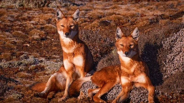 Sói Ethiopia hầu như không quan tâm đến việc săn khỉ geladas để làm thức ăn