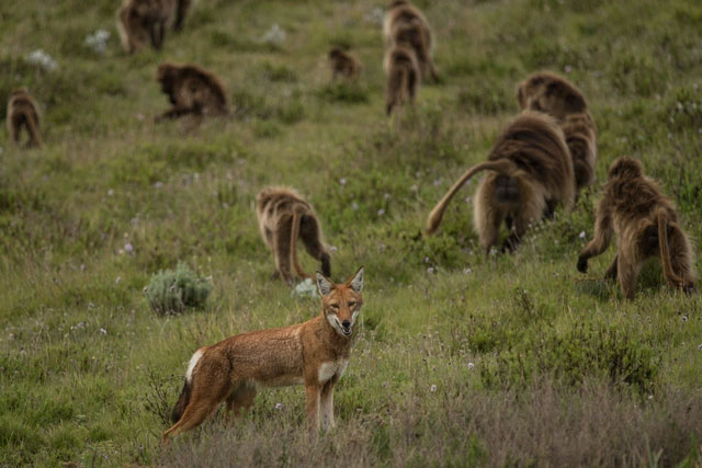 Loài sói Ethiopia (Canis Simensis) lại hòa mình với đàn khỉ geladas.