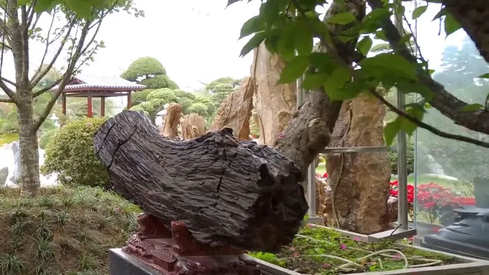 Màu sắc của thân cây hóa ngọc cũng đa dạng, bao gồm: màu xám, màu nâu là phổ biến nhất
