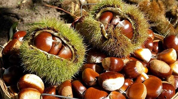 Hạt dẻ - Thực phẩm của thiên đường