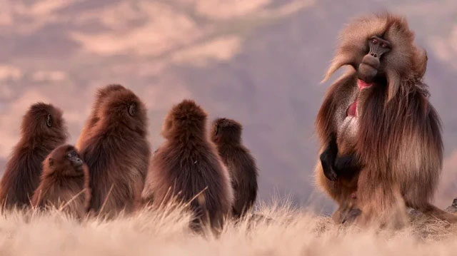 Loài khỉ gelada
