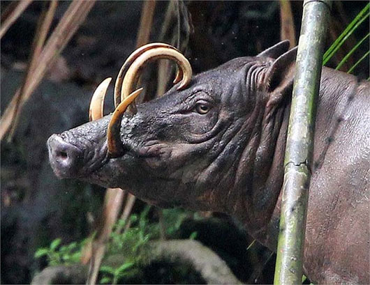Quái vật lợn có bộ dạng kỳ dị ở Indonesia Quái vật lợn có bộ dạng kỳ dị ở Indonesia