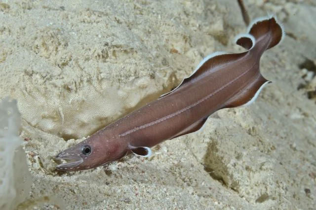 luon-protoanguilla-palau Lươn Protoanguilla Palau