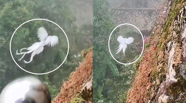 "Phượng hoàng trắng trong truyền thuyết" xuất hiện khiến dân mạng dậy sóng