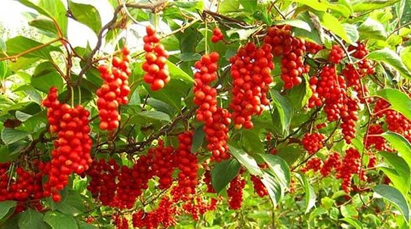 Việt Nam có 1 loại quả phơi khô là vị thuốc quý “chữa bách bệnh”, hạ đường huyết, bổ gan thận