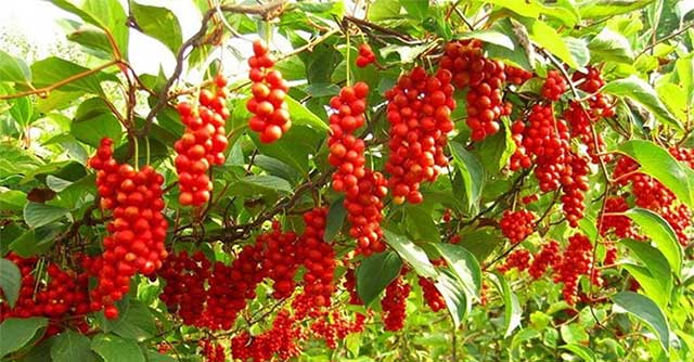 Việt Nam có 1 loại quả phơi khô là vị thuốc quý “chữa bách bệnh”, hạ đường huyết, bổ gan thận