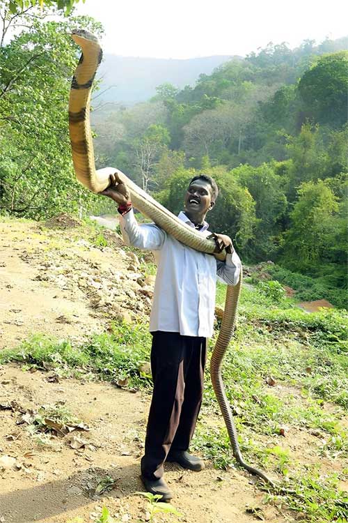 Rắn hổ mang chúa được phân bố rộng rãi ở châu Á.