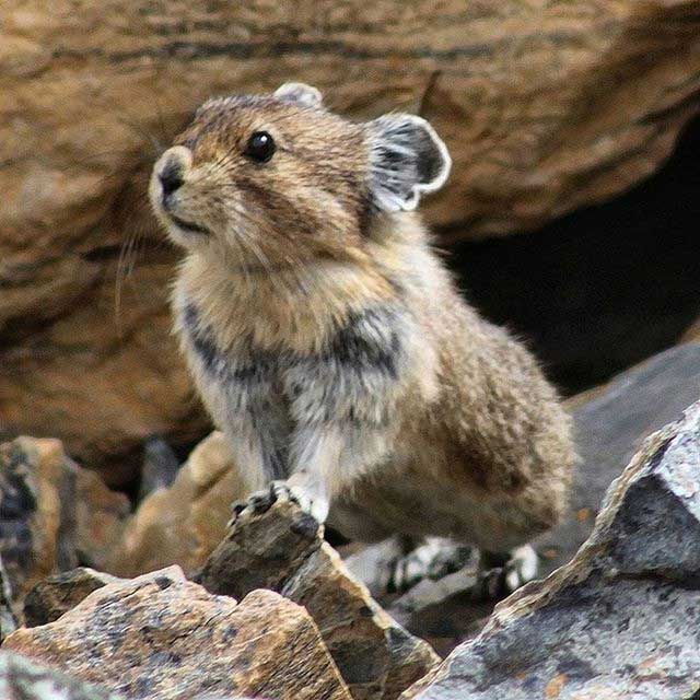 Thỏ Ili pika sống ở độ cao từ 2.800 đến 4.000 mét.
