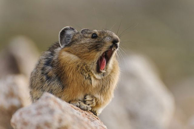 Tuy nhiên, có nhiều con thỏ Ili pika "lười biếng" lấy trộm đồ ăn của con khác để làm của mình.