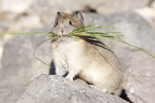 Thỏ Ili pika đứng trước nguy cơ tuyệt chủng vì sự thay đổi khí hậu và do con người.