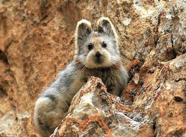 Thỏ Ili pika xuất hiện trở lại sau hơn 20 năm biến mất.